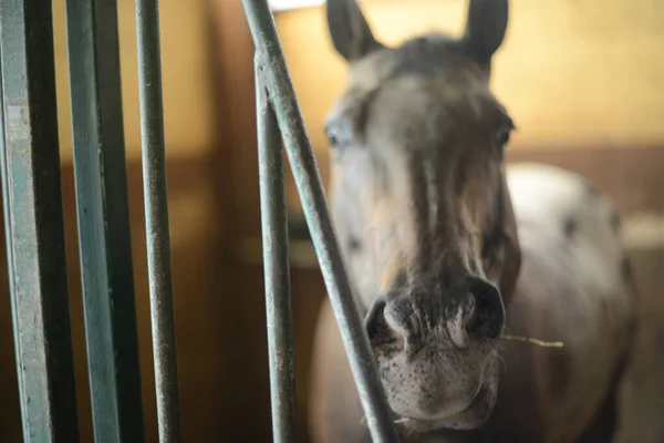 Cheval Dans Une Écurie Sur Ranch — Photo