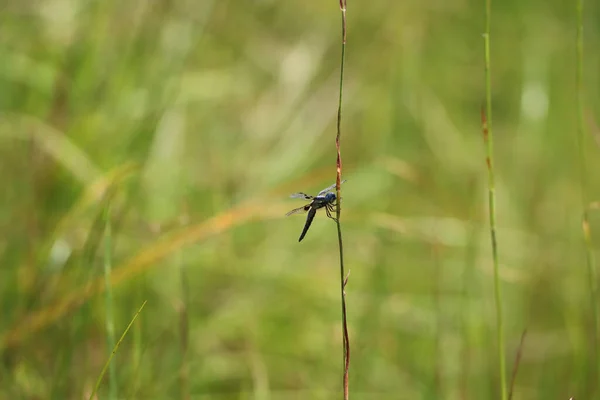 一只小蜻蜓坐在树枝上 — 图库照片