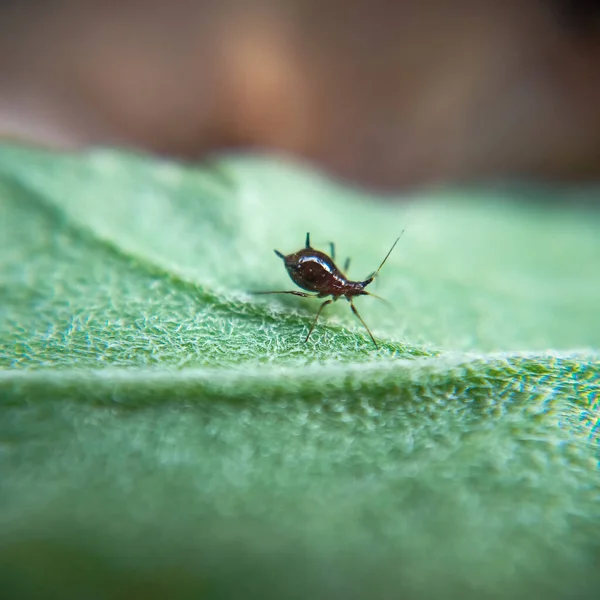 一只蚂蚁在绿叶上的特写镜头 — 图库照片