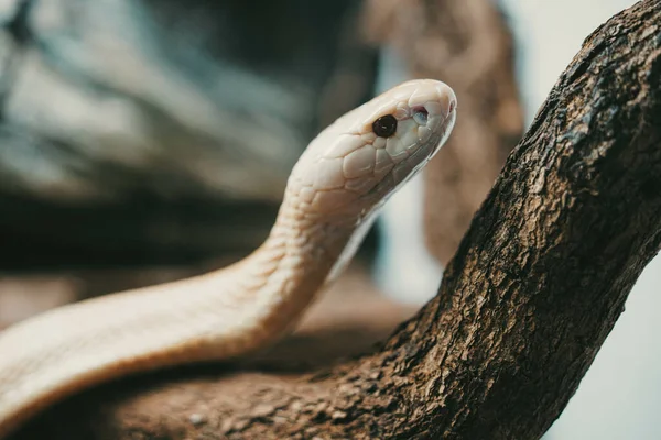 Egy Közeli Kép Fehér Veszélyes Kígyóról Fán — Stock Fotó