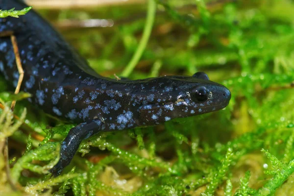 Närbild Den Färgglada Och Sällsynta Blue Spotted Salamander Ambystoma Laterale — Stockfoto