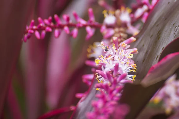 Pequeña Abeja Nativa Australiana Sin Aguijón Una Flor Bromelias Cerca —  Fotos de Stock