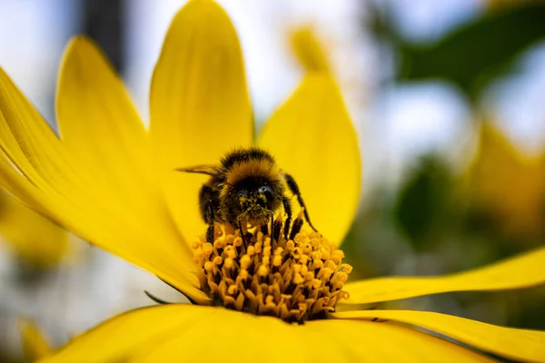 Closeup Bee Pollinating Blossomed Yellow Flower Blurry Background — Stock Photo, Image