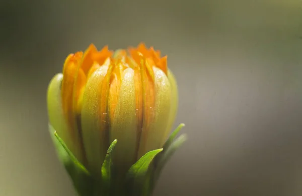 Ένα Κοντινό Πλάνο Του Κίτρινου Μπουμπούκι Λουλουδιών Πράσινα Φύλλα Πράσινο — Φωτογραφία Αρχείου