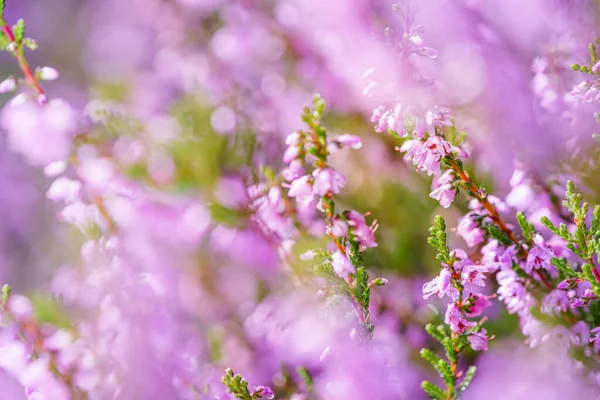 Brezo Común Rosa Púrpura Calluna Vulgaris Paisaje Planta Brezo Colorida —  Fotos de Stock