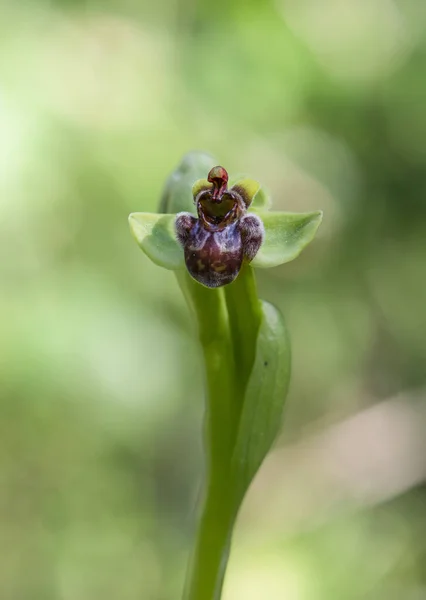 Primer Plano Vertical Una Orquídea Abejorro Salvaje Flor — Foto de Stock