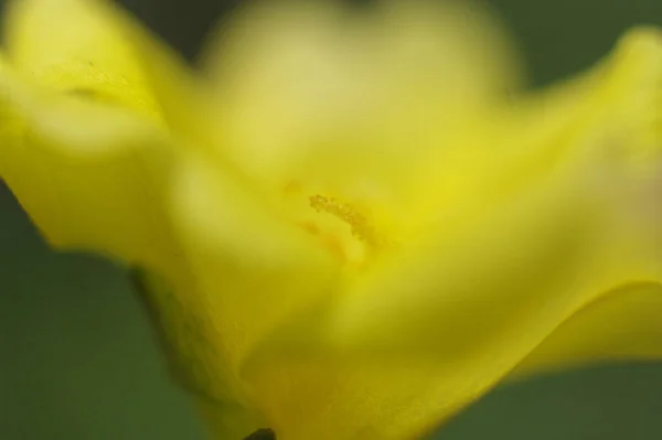 緑の背景に鮮やかな黄色の花のクローズアップショット — ストック写真