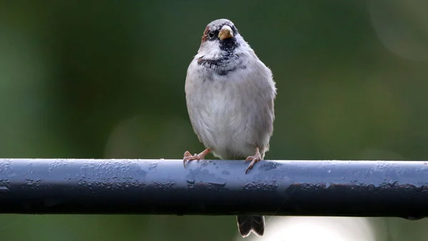 Der Sperlingsvogel Thront Auf Einem Dicken Draht — Stockfoto