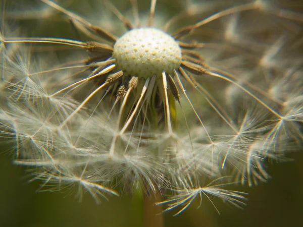 Makroaufnahme Eines Pusteblume Löwenzahns Vor Verschwommenem Hintergrund — Stockfoto