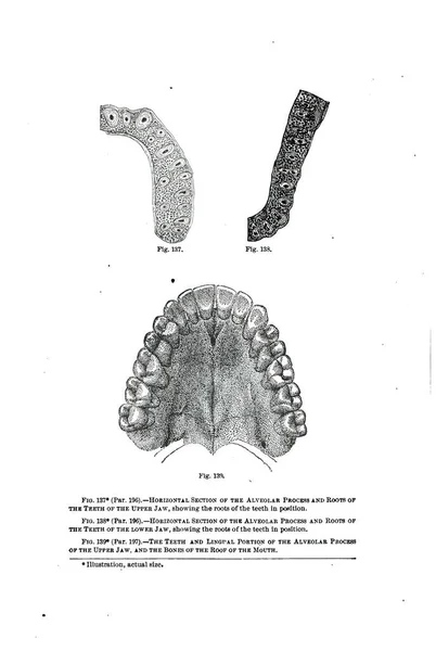 Eine Alte Anatomie Lehrbuchseite Aus Dem Jahrhundert Mit Zahnärztlichen Informationen — Stockfoto