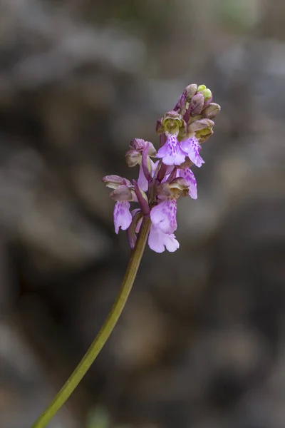 Vertikální Detailní Záběr Rozkvetlé Divoké Orchideje Orchis Spitzelii — Stock fotografie