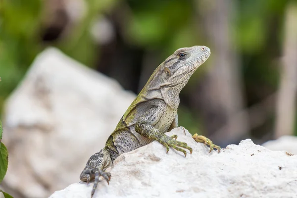 Selective Focus Wild Young Iguana Rocks Blurred Background — Stock Photo, Image