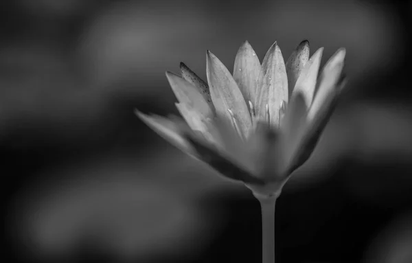 Grayscale Blossomed Flower — Stock Photo, Image