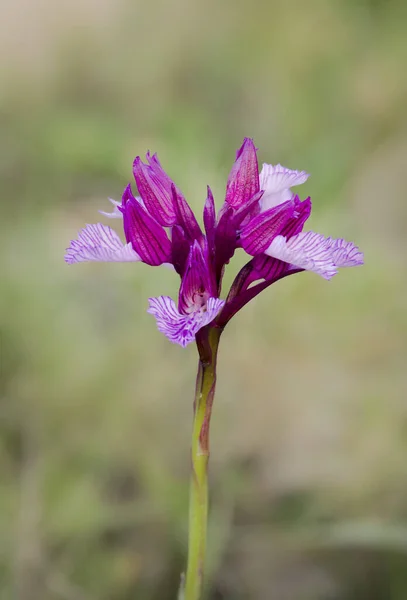 Svislý Záběr Krásné Růžové Motýlí Orchideje Venku — Stock fotografie