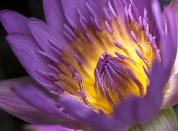 Close Shot Nice Purple Flower — Stock fotografie
