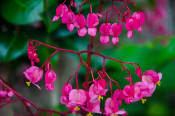 Primo Piano Colpo Angelo Ala Begonia Contro Uno Sfondo Sfocato — Foto Stock