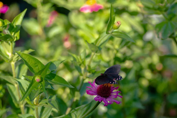 Tiro Close Uma Borboleta Uma Flor — Fotografia de Stock