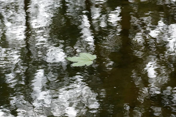 Primo Piano Una Foglia Acero Lago — Foto Stock