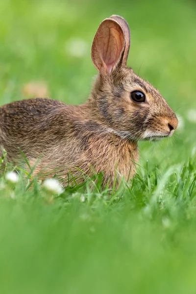 夏時間の緑の中でウサギの垂直ショット — ストック写真