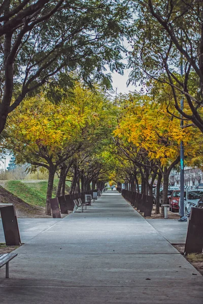 Parque Com Árvores Autmn Amarelas Dia Nublado — Fotografia de Stock
