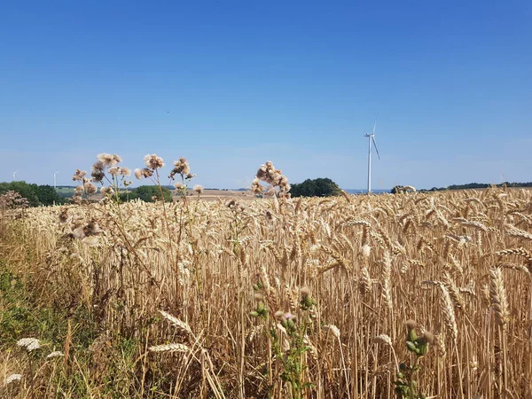 Крупним Планом Знімок Вирощування Золотистої Пшениці Вуха Полі — стокове фото