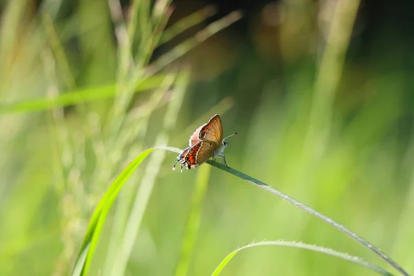 Een Dichtbij Shot Van Een Kleine Vlinder Zittend Een Plant — Stockfoto