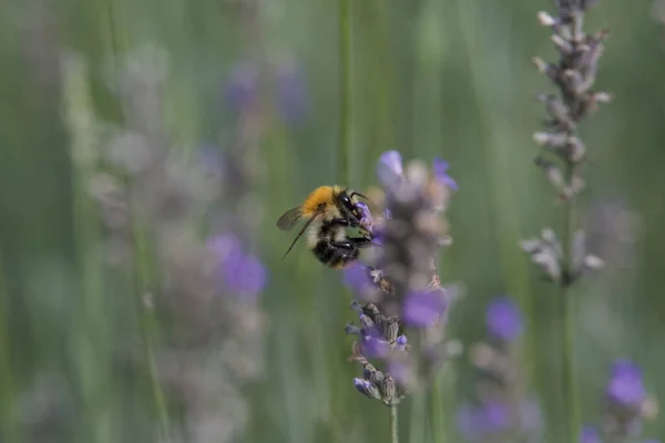 Nahaufnahme Einer Biene Die Eine Lavendelblüte Bestäubt — Stockfoto
