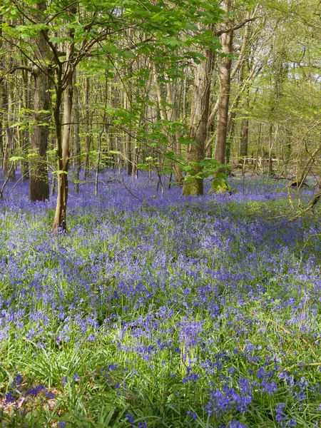 Indianische Bluebells Spring Woodland Blume Wäldern Hampshire England — Stockfoto