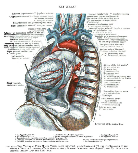 Een 19E Eeuwse Vintage Anatomie Leerboek Pagina Met Uitleg Structuur — Stockfoto