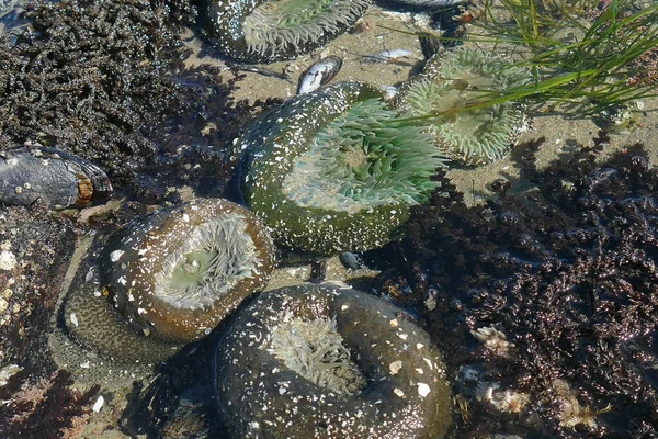 Anêmona Verde Costa Oregon Tidepool — Fotografia de Stock