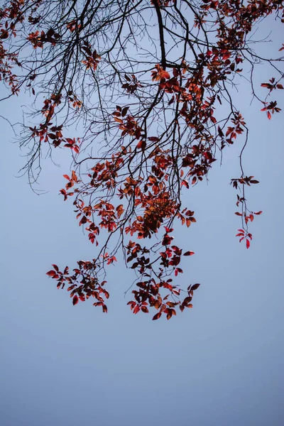 一道垂直的树枝 红色的叶子映衬着蓝蓝的天空 — 图库照片