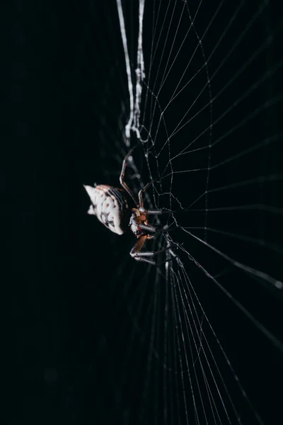 黒の背景にクモの巣の上にクモの垂直ショット — ストック写真