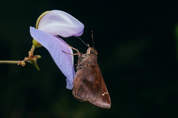 Крупный План Бабочки Цветке Размытым Фоном — стоковое фото