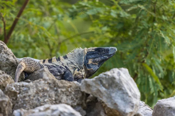 Foco Seletivo Uma Iguana Cauda Espinhosa Preta Selvagem Rochas Contra — Fotografia de Stock