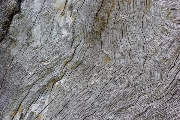 Primo Piano Della Struttura Del Tronco Albero — Foto Stock