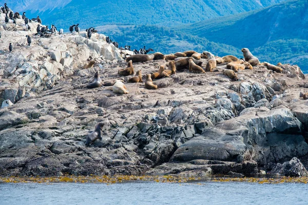 Isla Del Lobo Marino Ushuaia Argentina Patagonia Tierra Fuego — Foto de Stock