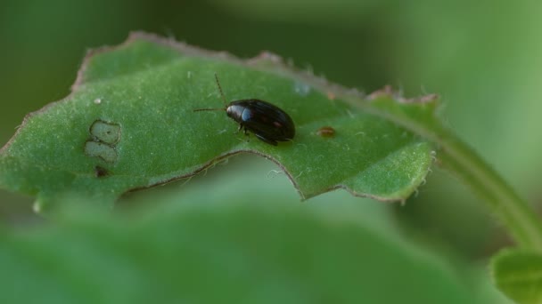 Detailní Záběr Hmyzu Zeleném Listu — Stock video
