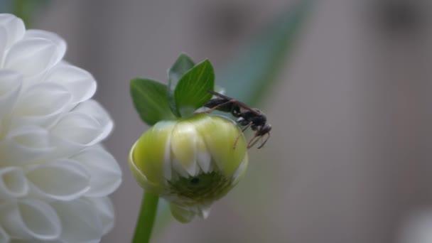 美丽的植物学照片 天然壁纸 — 图库视频影像