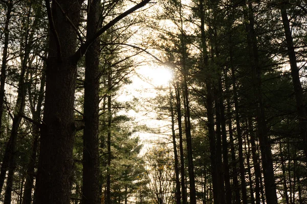Прекрасний Осінній Ліс Тонкими Деревами — стокове фото