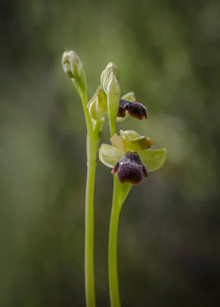 Plan Vertical Une Belle Orchidée Sombre Extérieur — Photo