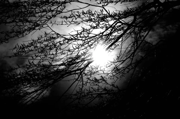 Tiro Monocromático Sol Brilhante Rompendo Ramos Árvores Silhuetas — Fotografia de Stock