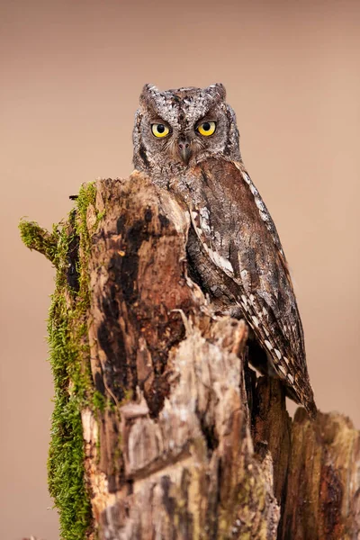 Eurasian Scops Coruja Uma Árvore — Fotografia de Stock