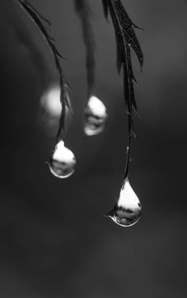 Вертикальный Снимок Капель Воды Серой Шкале Ветвях — стоковое фото