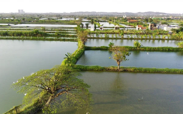 Uma Vista Aérea Lago Peixes Piquetes Campo — Fotografia de Stock