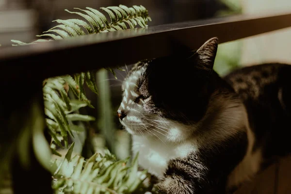 Gato Preto Branco Sentado Uma Parede Perto Planta Tracheophyta — Fotografia de Stock