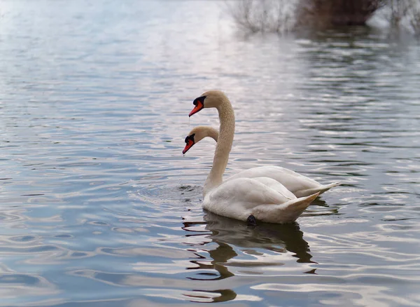 Una Vista Dos Cisnes Blancos Nadando Agua Brillante Por Mañana — Foto de Stock