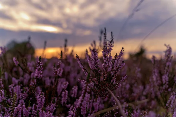 Closeup Shot Heather Flowers Field Sunset — Stock Photo, Image