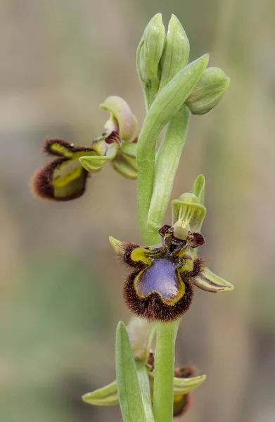 Plano Vertical Una Hermosa Orquídea Espejo Aire Libre —  Fotos de Stock