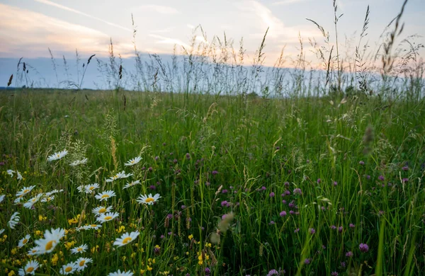 Piękny Strzał Rumianku Polu — Zdjęcie stockowe