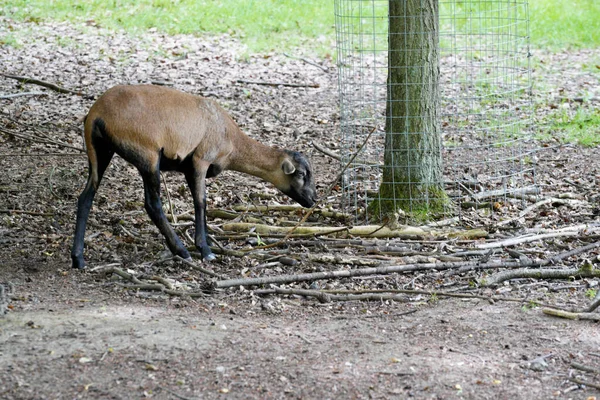 Eine Ziege Die Mit Dem Hals Den Baum Gebunden Weidet — Stockfoto